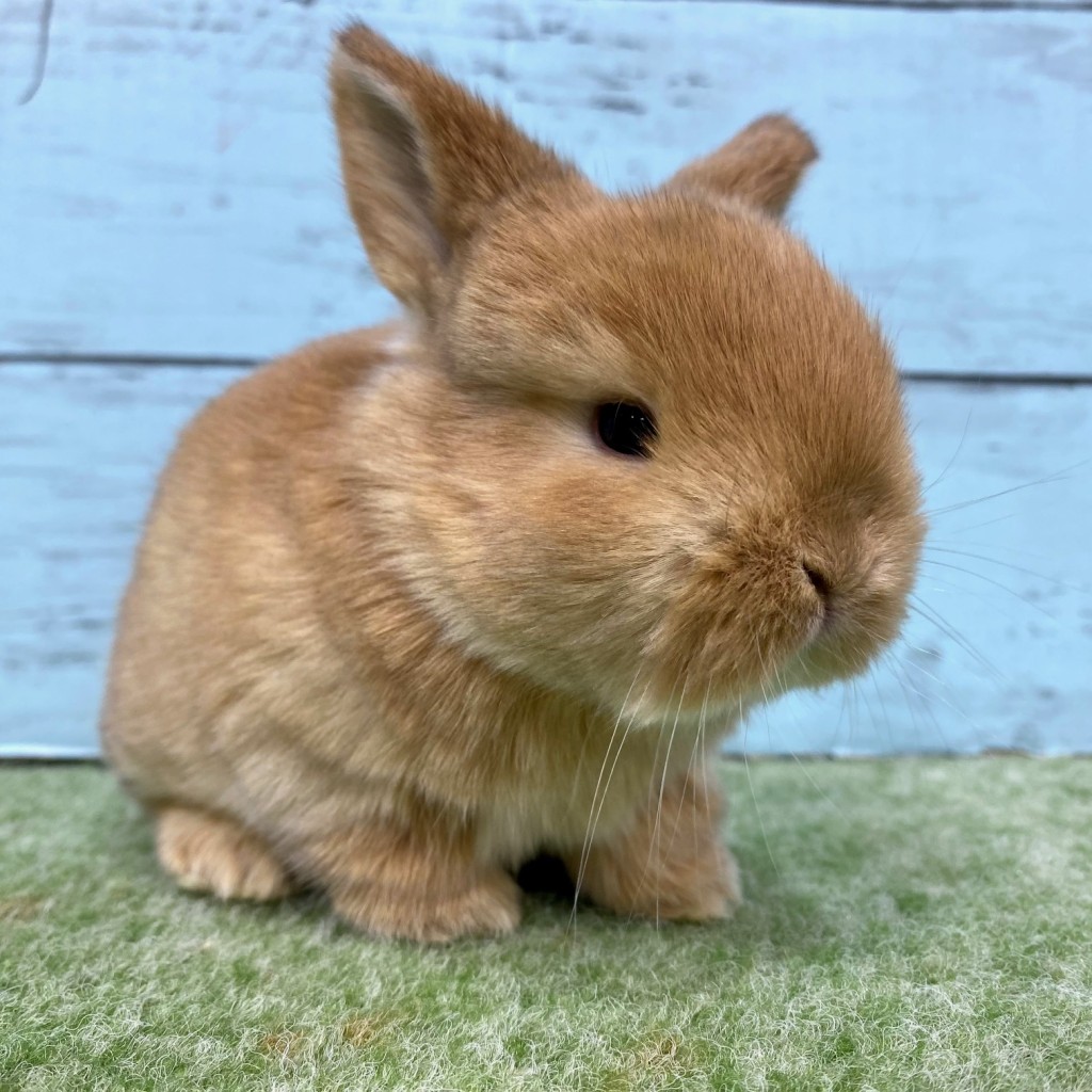 ペットうさぎ 朝霞店 画像３