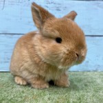 ペットうさぎ 朝霞店 画像３