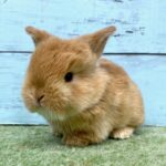 image0 – コピー (5)