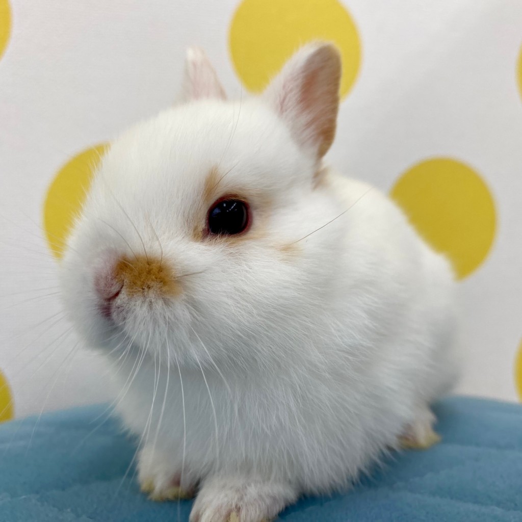 ペットうさぎ 鶴瀬店 画像３
