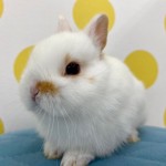 ペットうさぎ 鶴瀬店 画像３