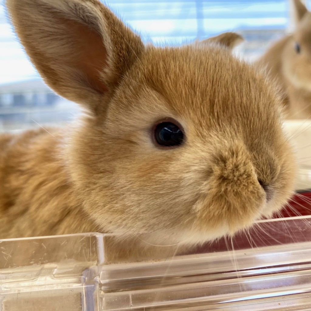 ペットうさぎ 鶴瀬店 画像２
