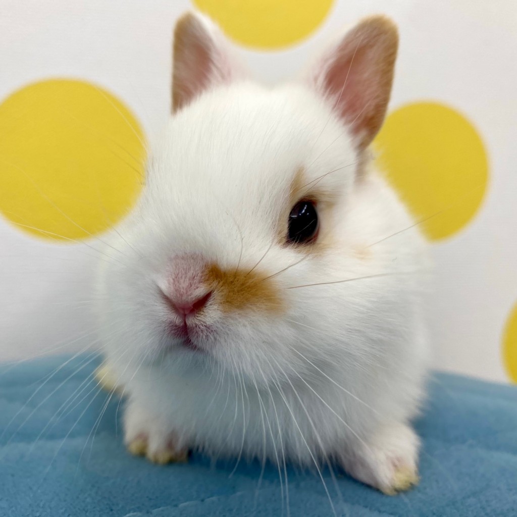 ペットうさぎ 鶴瀬店 画像１