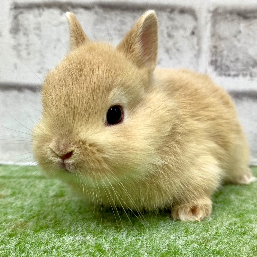 ペットうさぎ 朝霞店 画像２