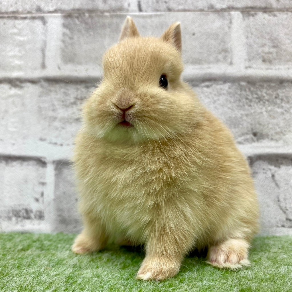 ペットうさぎ 朝霞店 画像１