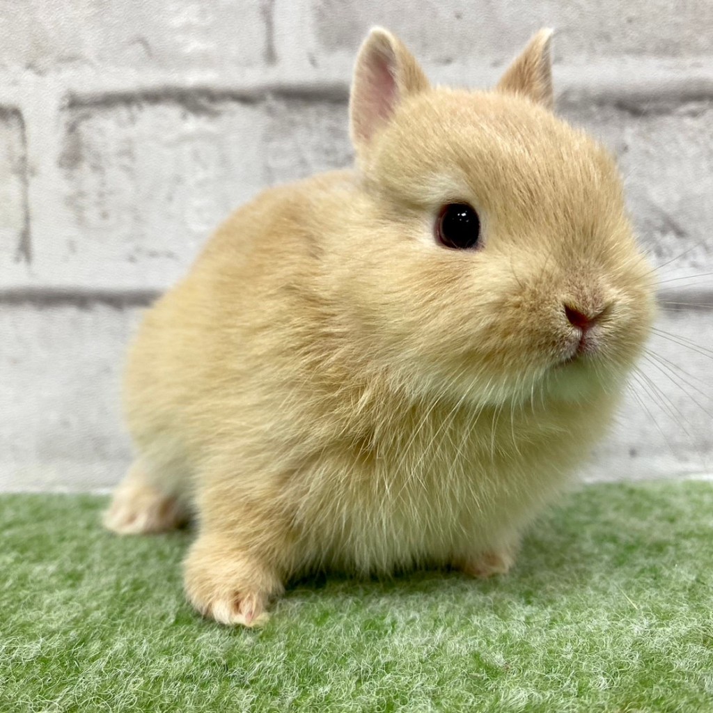 ペットうさぎ 朝霞店 画像３