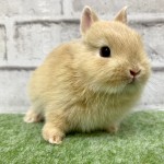 ペットうさぎ 朝霞店 画像３