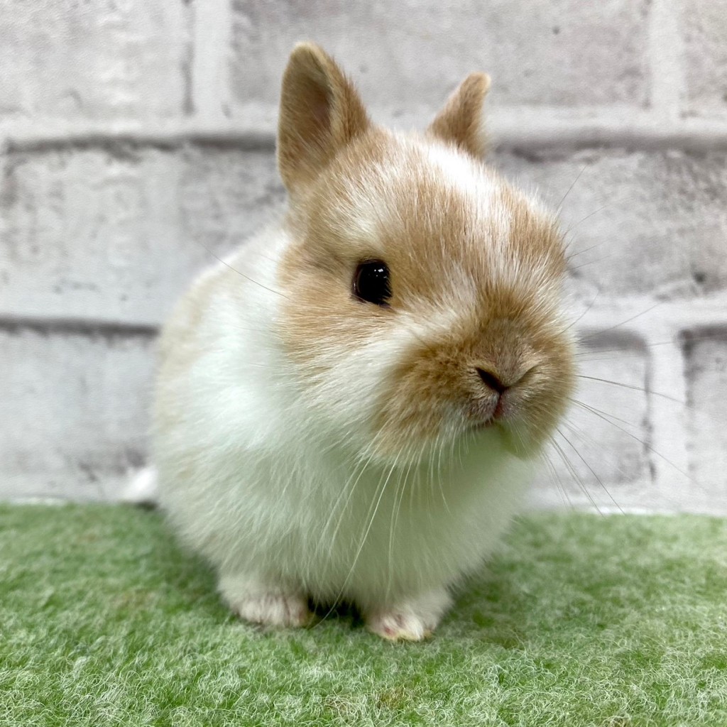 ペットうさぎ 朝霞店 画像２