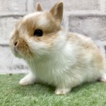 ペットうさぎ 朝霞店 画像１