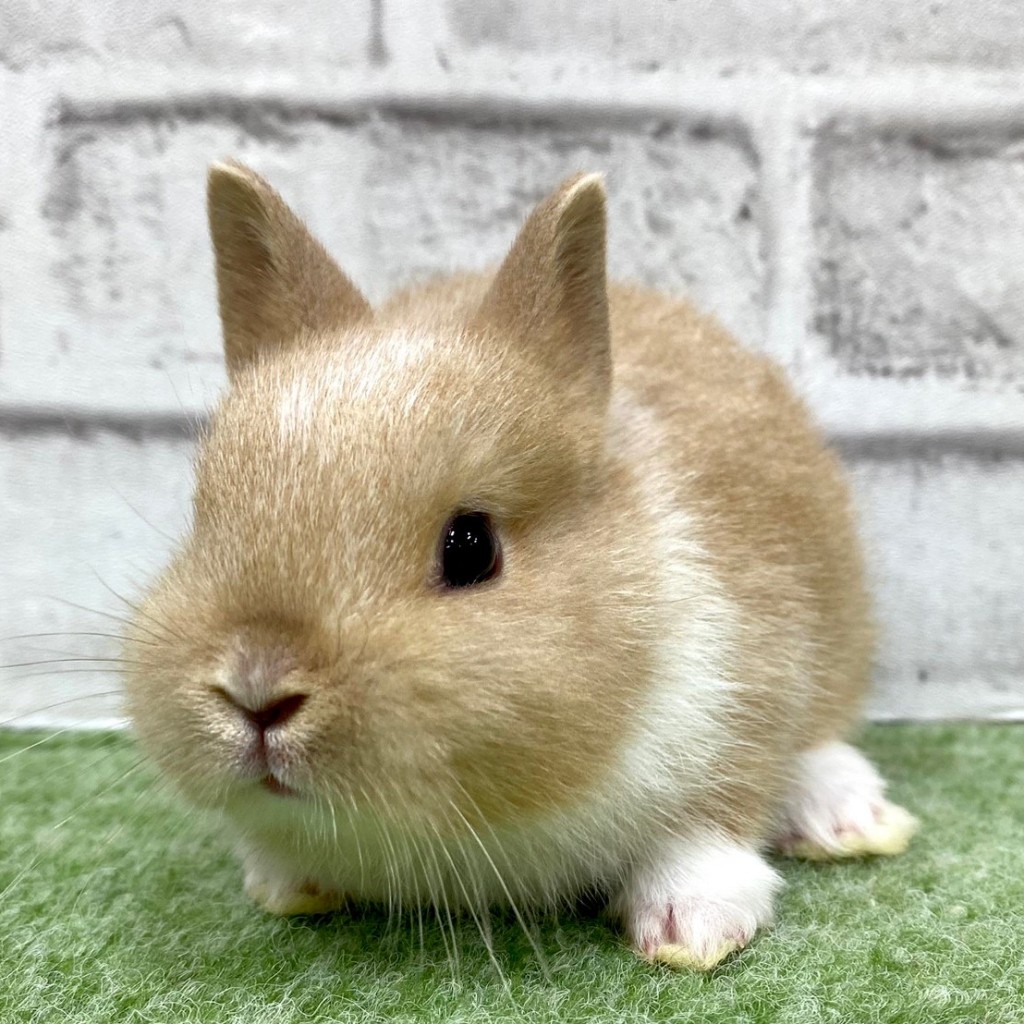ペットうさぎ 朝霞店 画像３
