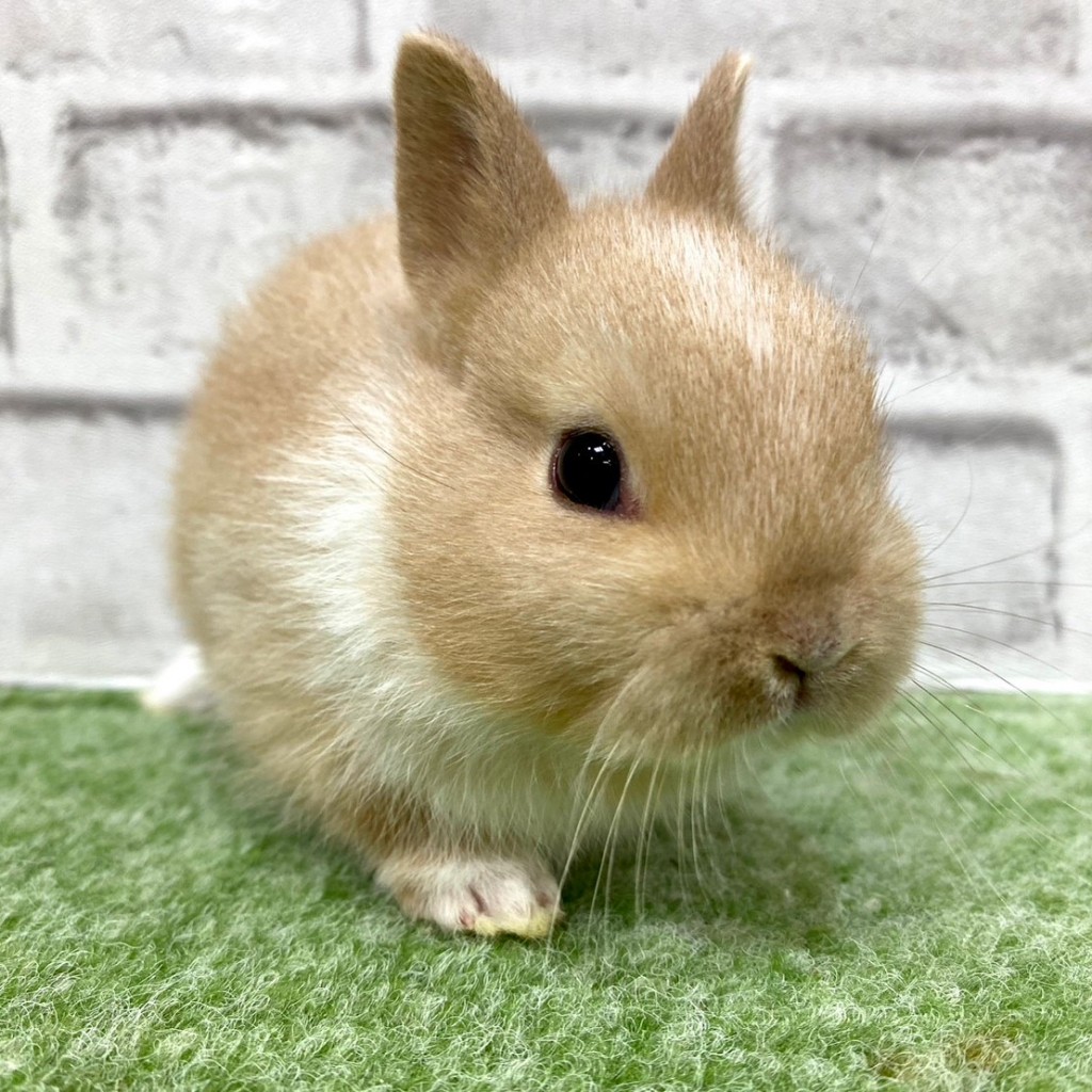 ペットうさぎ 朝霞店 画像２