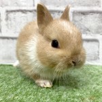 ペットうさぎ 朝霞店 画像２