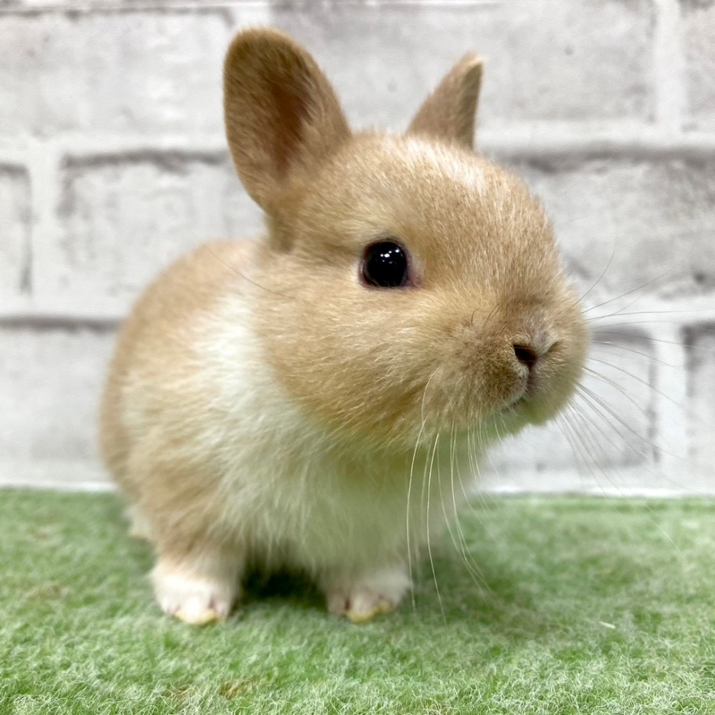 ペットうさぎ 朝霞店 画像１