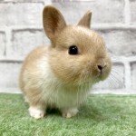 ペットうさぎ 朝霞店