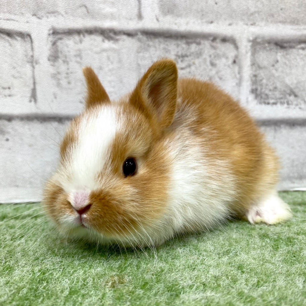 ペットうさぎ 朝霞店 画像３