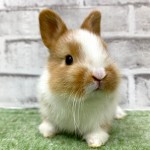 ペットうさぎ 朝霞店 画像２