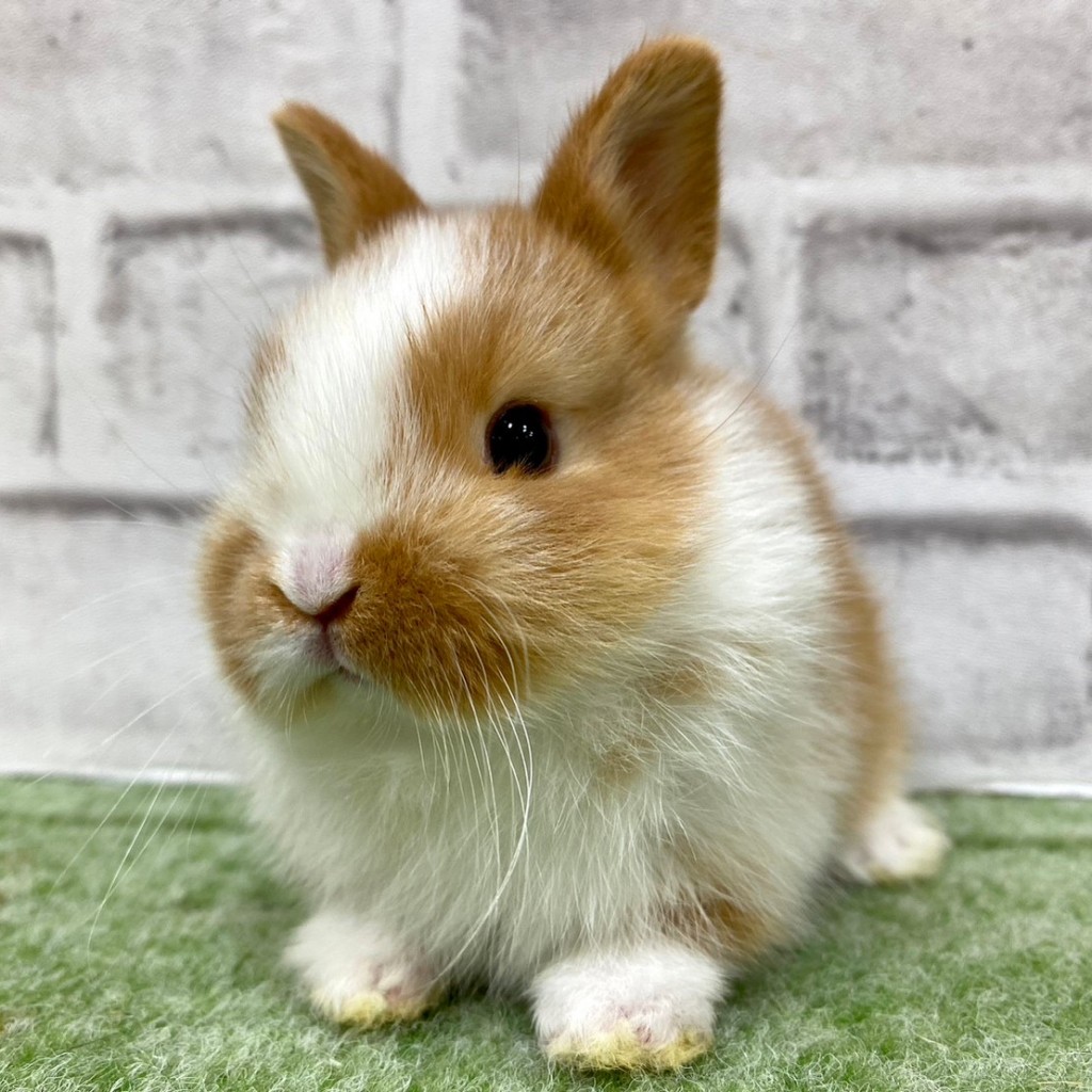 ペットうさぎ 朝霞店 画像１