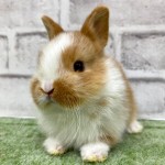 ペットうさぎ 朝霞店 画像１