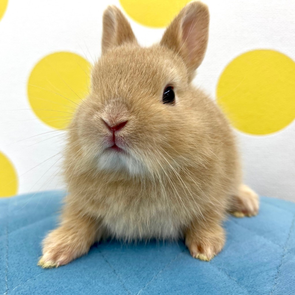 ペットうさぎ 朝霞店 画像１