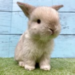 ペットうさぎ 朝霞店
