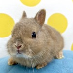 ペットうさぎ 朝霞店 画像１