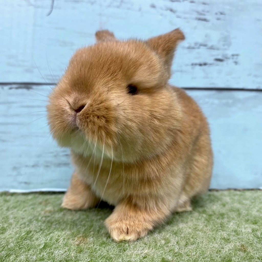 ペットうさぎ 朝霞店 画像１