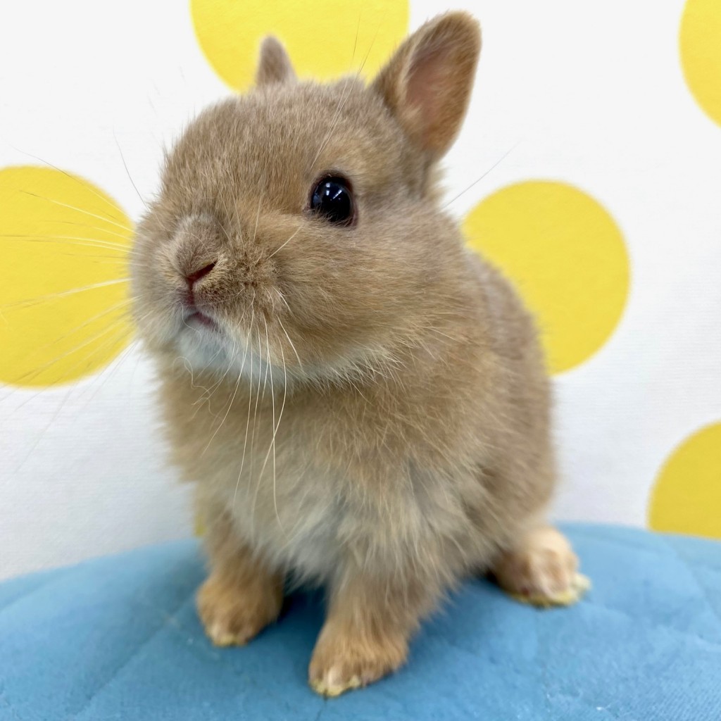 ペットうさぎ 朝霞店 画像２