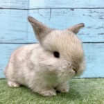 ペットうさぎ 朝霞店 画像２