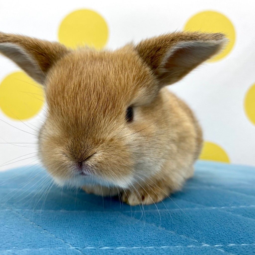 ペットうさぎ 鶴瀬店 画像１