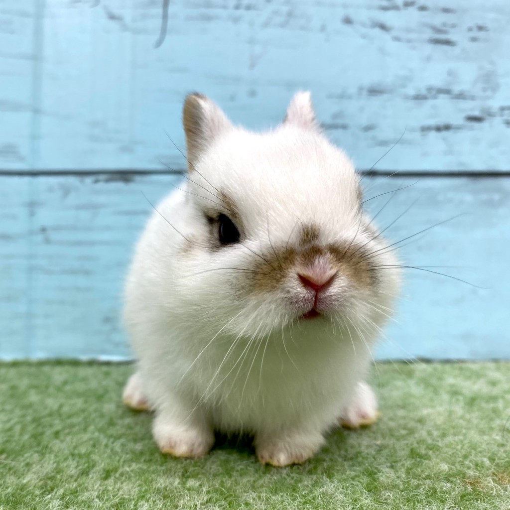 ペットうさぎ 朝霞店 画像１