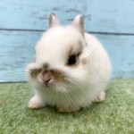 ペットうさぎ 朝霞店 画像３