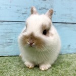ペットうさぎ 朝霞店 画像１