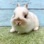 ペットうさぎ 朝霞店 画像３