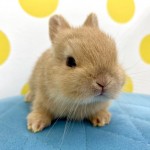 ペットうさぎ 朝霞店 画像３