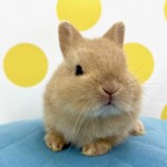 ペットうさぎ 朝霞店