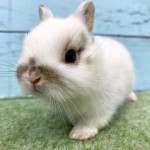 ペットうさぎ 朝霞店 画像２