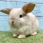 image7 – コピー (2)