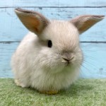 ペットうさぎ 朝霞店 画像１