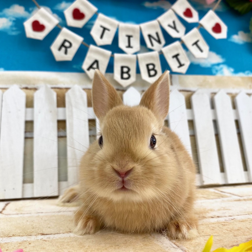 ペットうさぎ 鶴瀬店 画像３