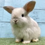 image6 – コピー (4)