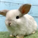 image8 – コピー (2)