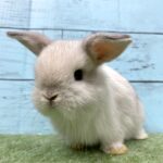 image0 – コピー (9)