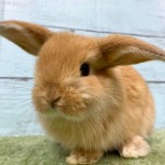 ペットうさぎ 朝霞店 画像１