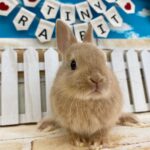 image2 – コピー