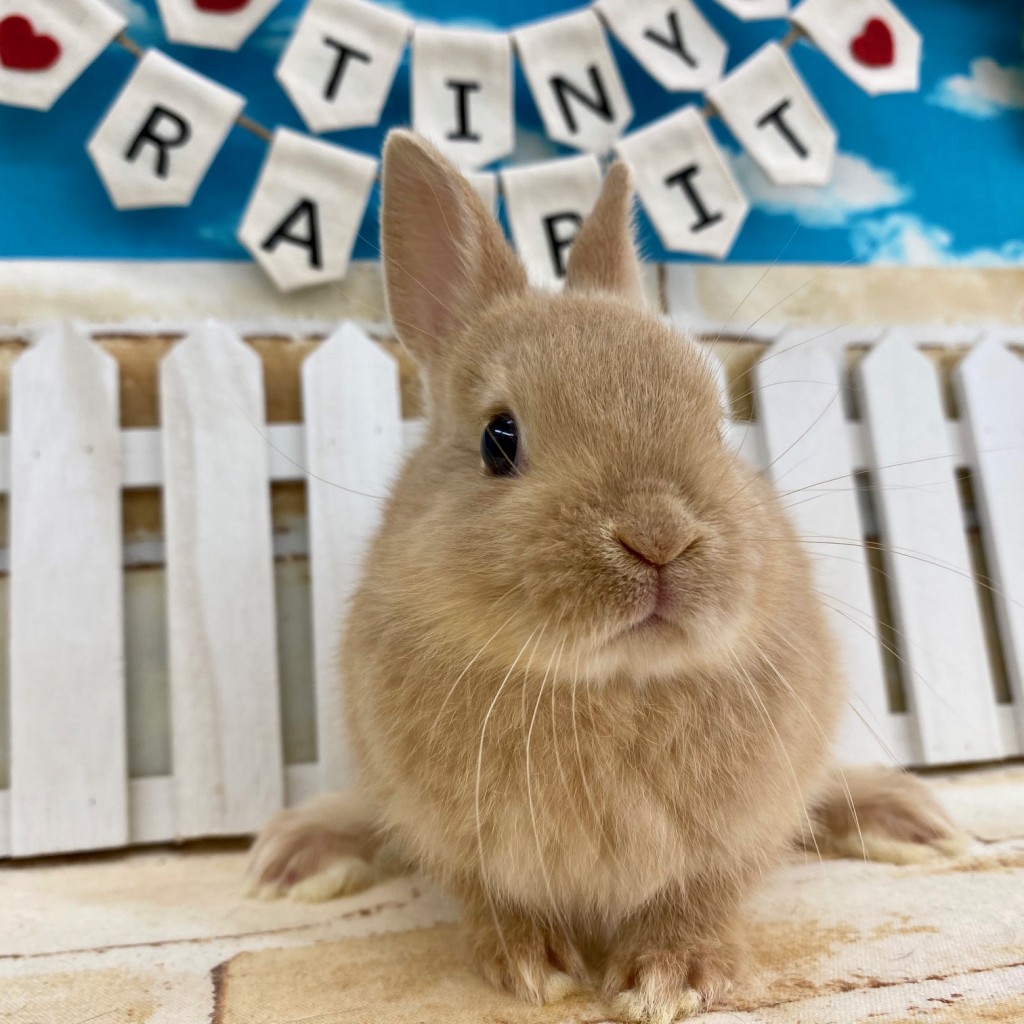 ペットうさぎ 鶴瀬店 画像３