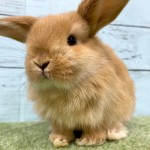 ペットうさぎ 朝霞店 画像３