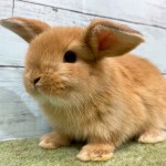 ペットうさぎ 朝霞店 画像２