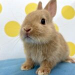 image0 – コピー (6)