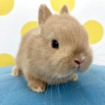 image0 – コピー (6)