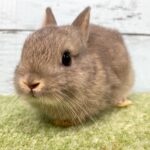 image0 – コピー (8)